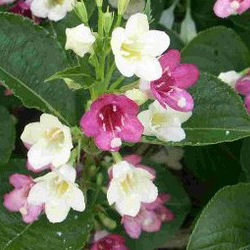 Weigelia bicolor branco-rosa